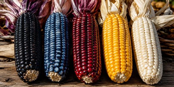 Colorful ears of corn in black, blue, red, yellow, and white hues.