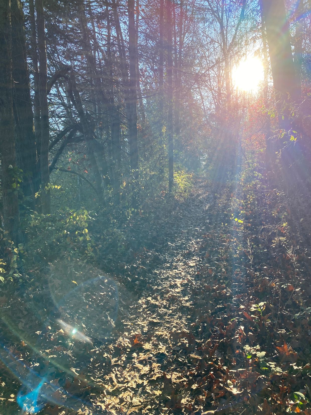 Sunlight filters through a forest trail with fallen leaves.