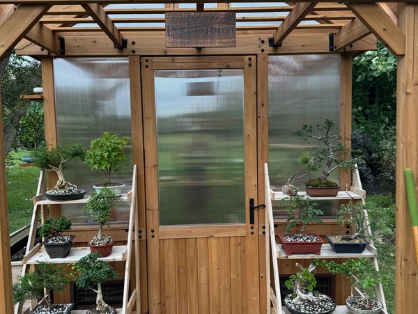 Wooden greenhouse entrance with bonsai trees on shelves outside.