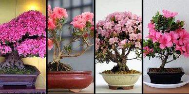 Four bonsai azalea trees with vibrant pink flowers in different pots.