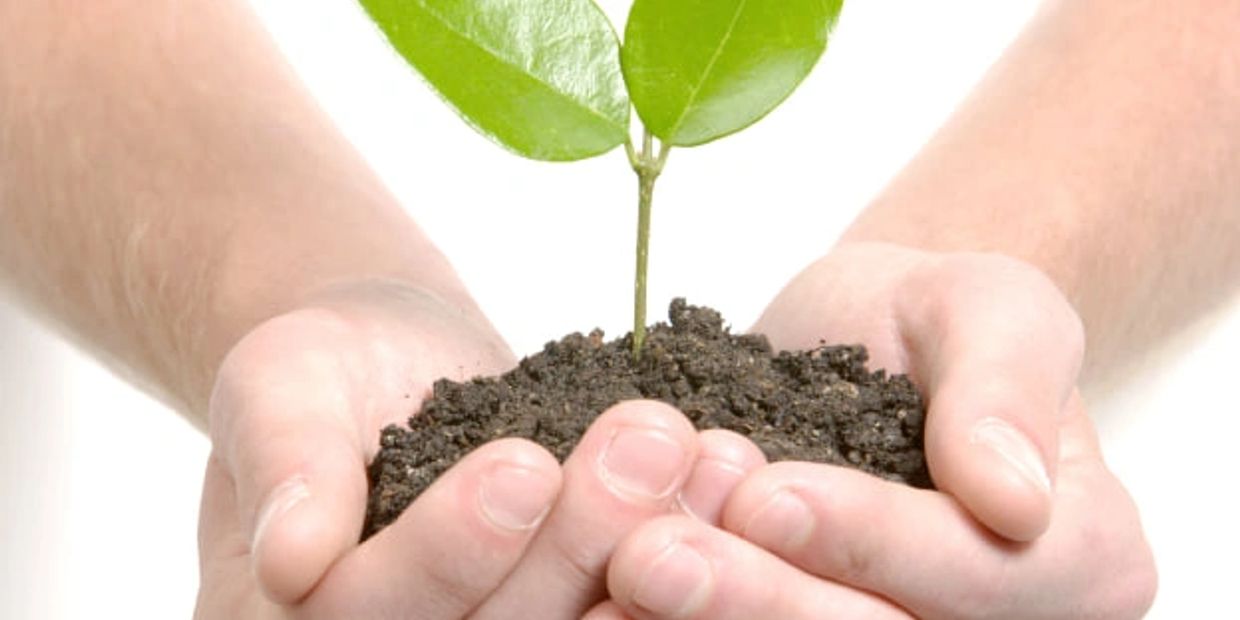 Arborist tree planting