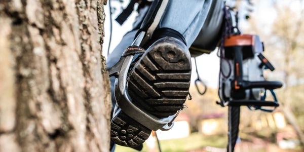 Tree removal and stump grinding