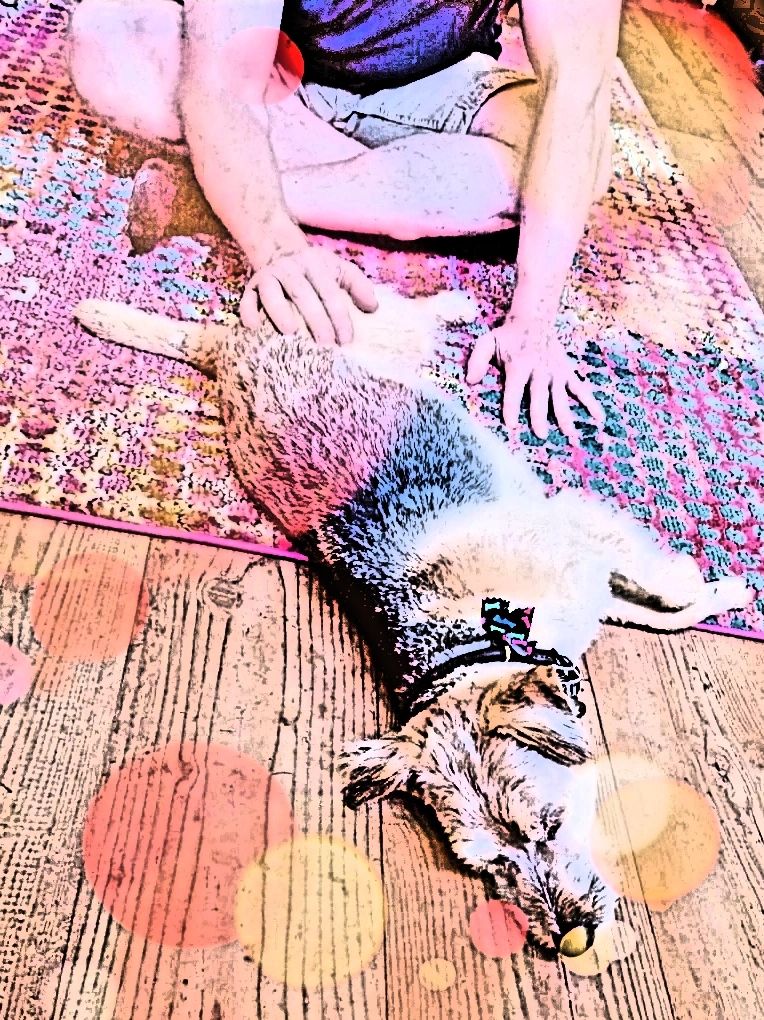 Person petting a relaxed dog on a colorful rug indoors.