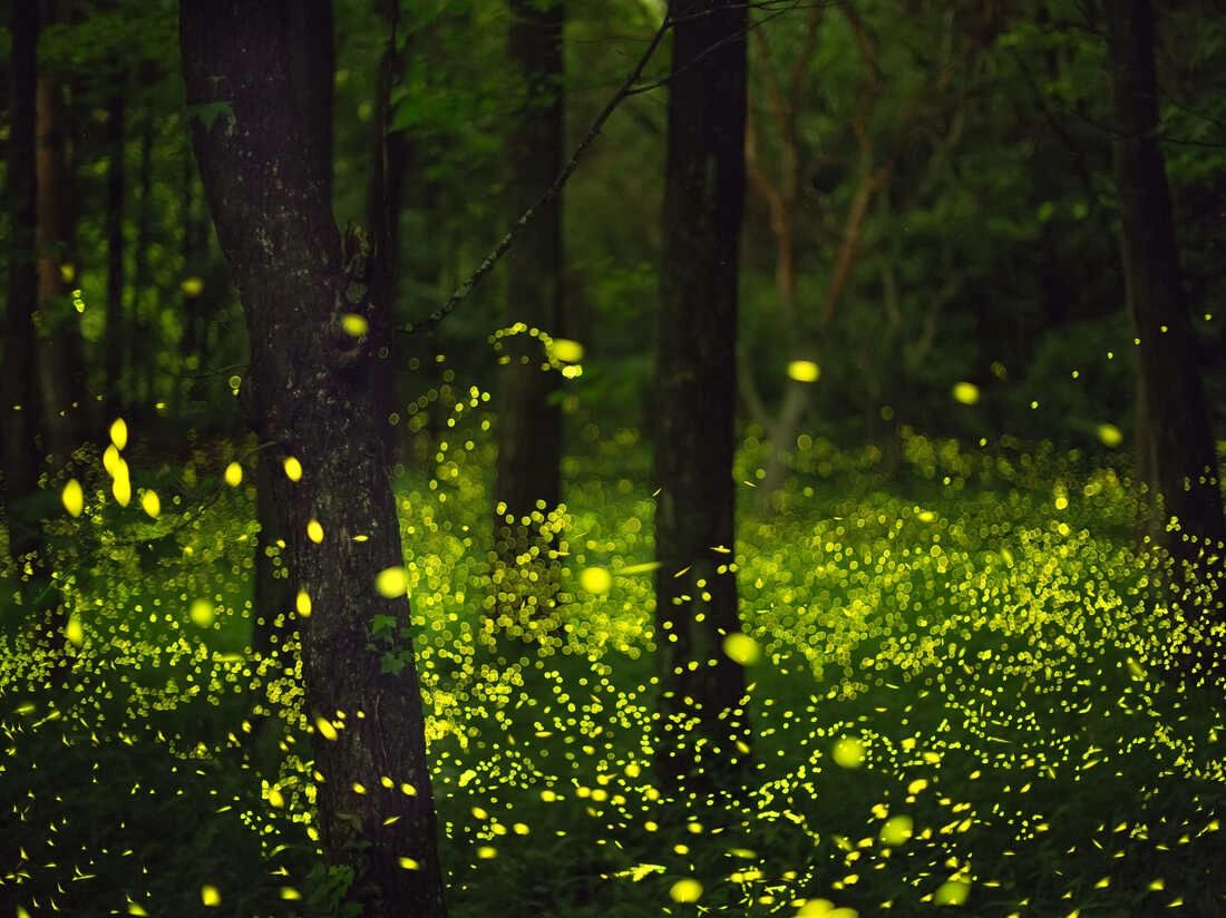 Firefly (Original Single)