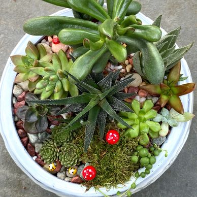 A vibrant succulent arrangement in a white pot with decorative mushrooms.