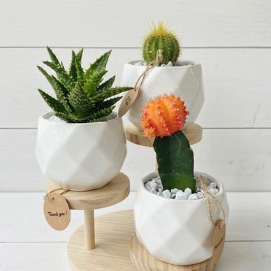 Three small cacti in white pots on a wooden stand.