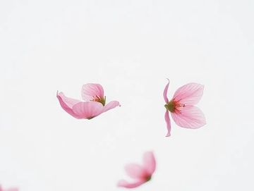 台灣獨立音樂人