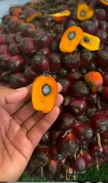 Ripe oil palm fruits with a fresh orange interior held in hand.