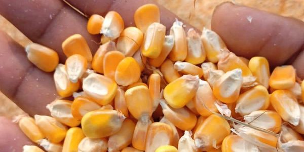 Hand holding yellow corn kernels with a few husk bits.