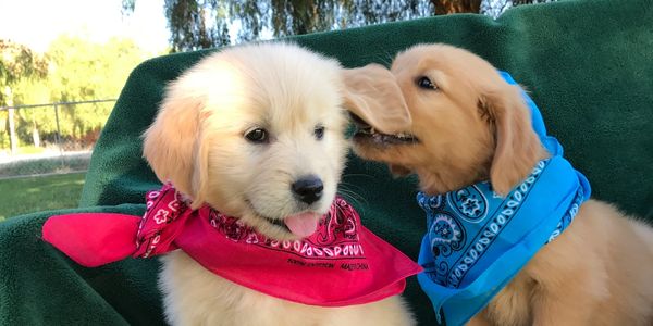 100% Golden Cuteness!