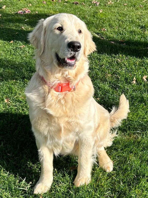 Golden retriever dog sitting on green grass with an orange collar.