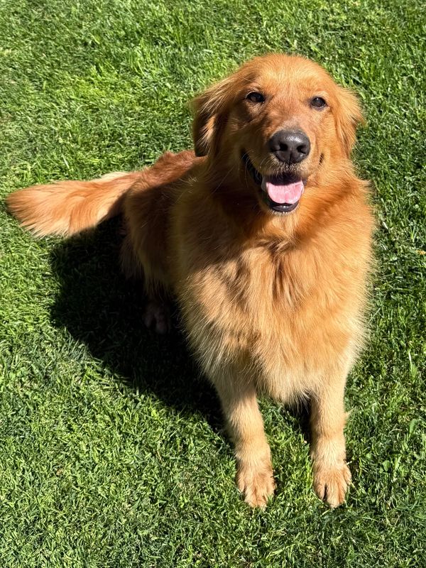 Happy golden retriever sitting on green grass under sunlight.