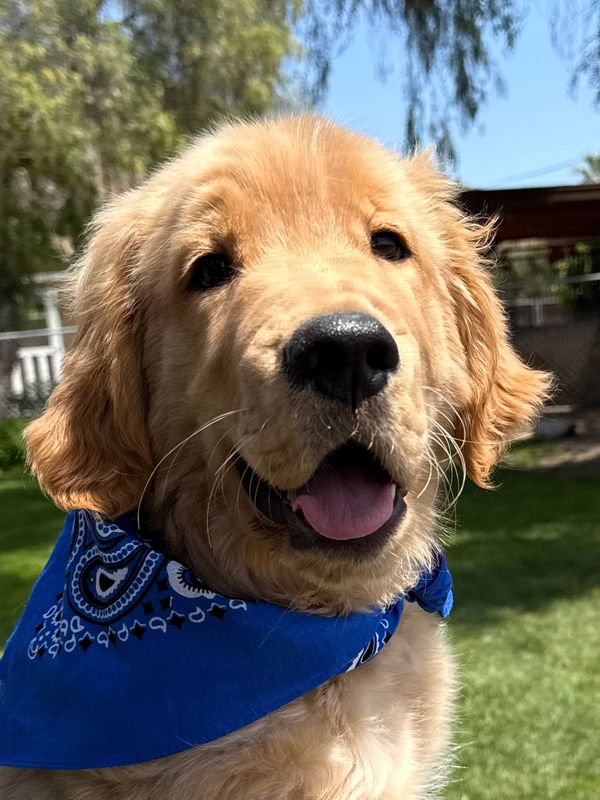 Golden retriever puppy wearing a blue bandana outdoors.
