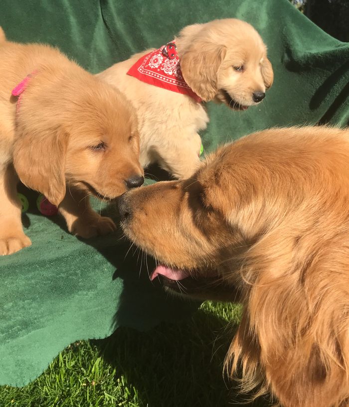 Golden Retriever Puppies Golden Retriever Buddies Golden Retriever Buddies