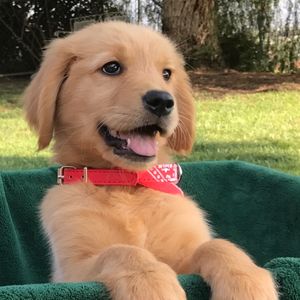 Golden Retriever Puppies Golden Retriever Buddies Golden Retriever Buddies