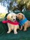                       "Golden Retriever Buddies"