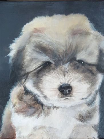 Art by @isabellecoleart of a My Darling Dogs Cotons Lily