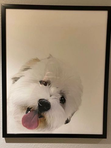 Coton de Tulear art of My Darling Dogs Cotons Ollie