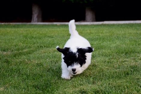 Coton de Tulear photo