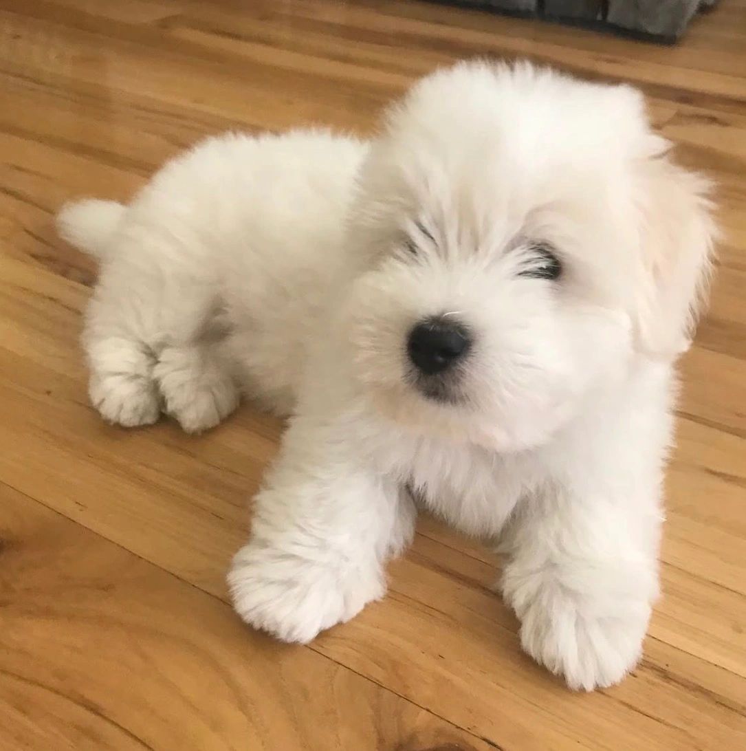 My Darling Dogs Cotons Coton puppies available