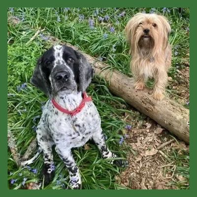 Two dogs sitting outdoors among greenery and flowers.