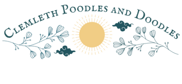Clemleth Poodles and Doodles of the PNW