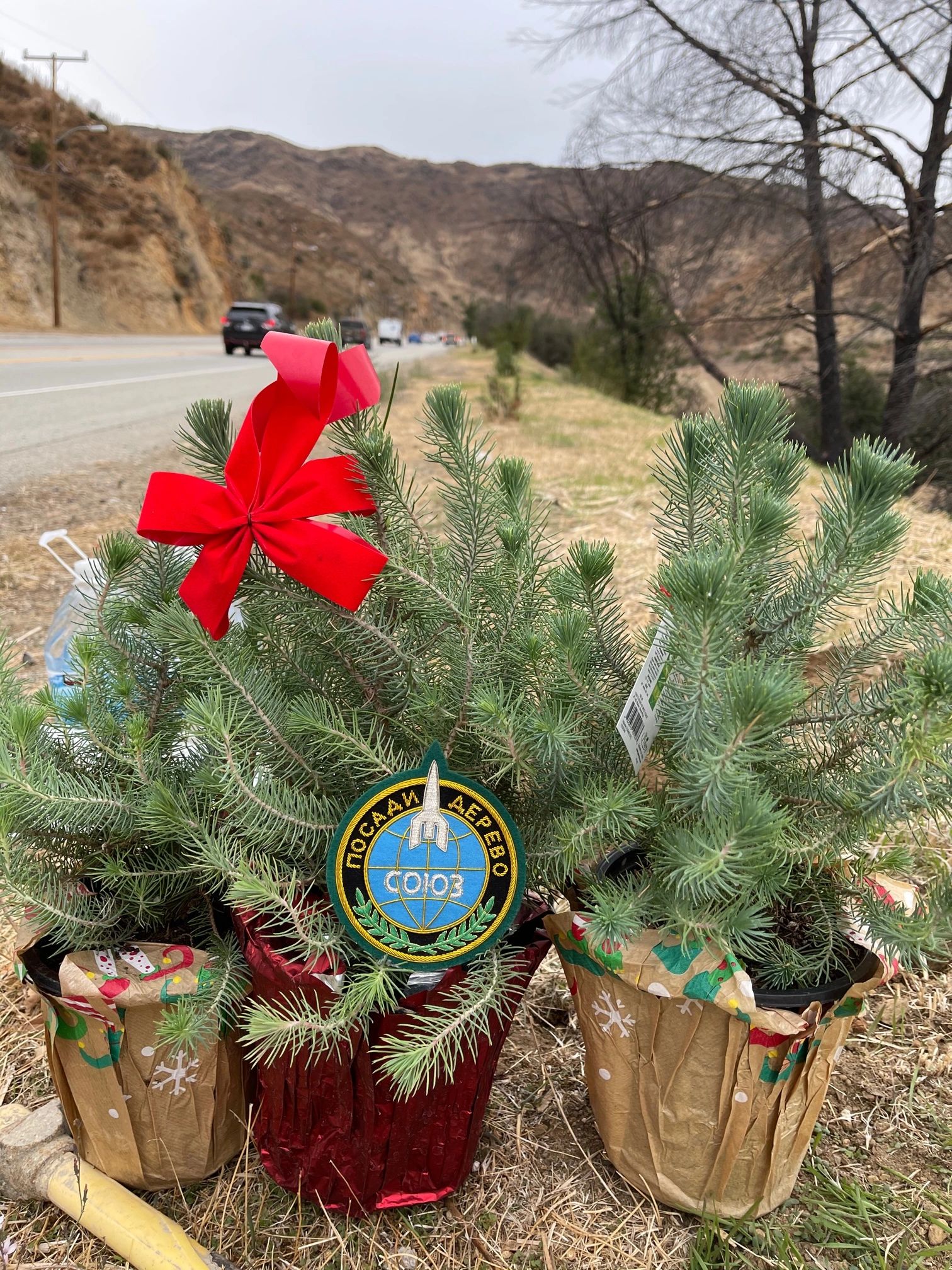 New Trees Planted January 2021