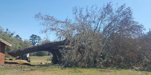 Tree Removal Near Structure