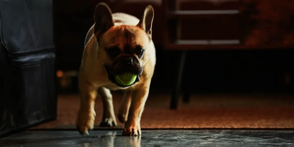 A French Bulldog carrying a green tennis ball indoors.