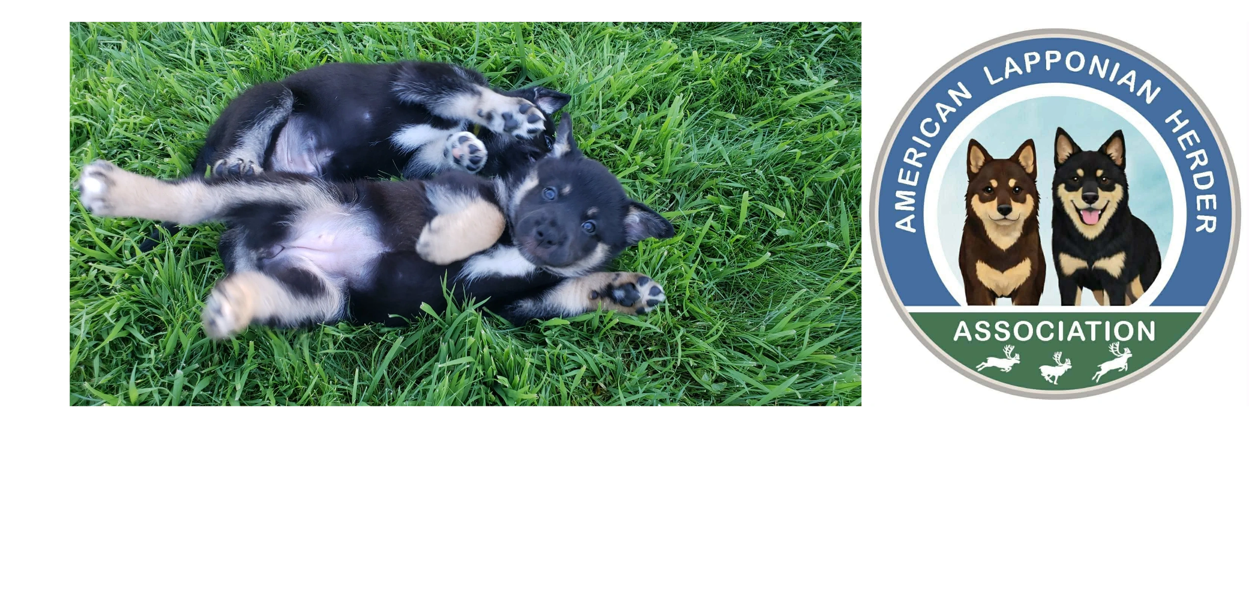 Lapponian herder puppies