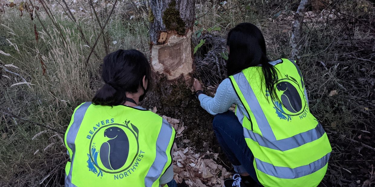 two staff members evaluating tree with extensive beaver chew