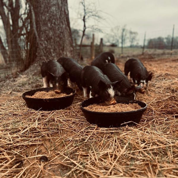 Our Berkshire pigs