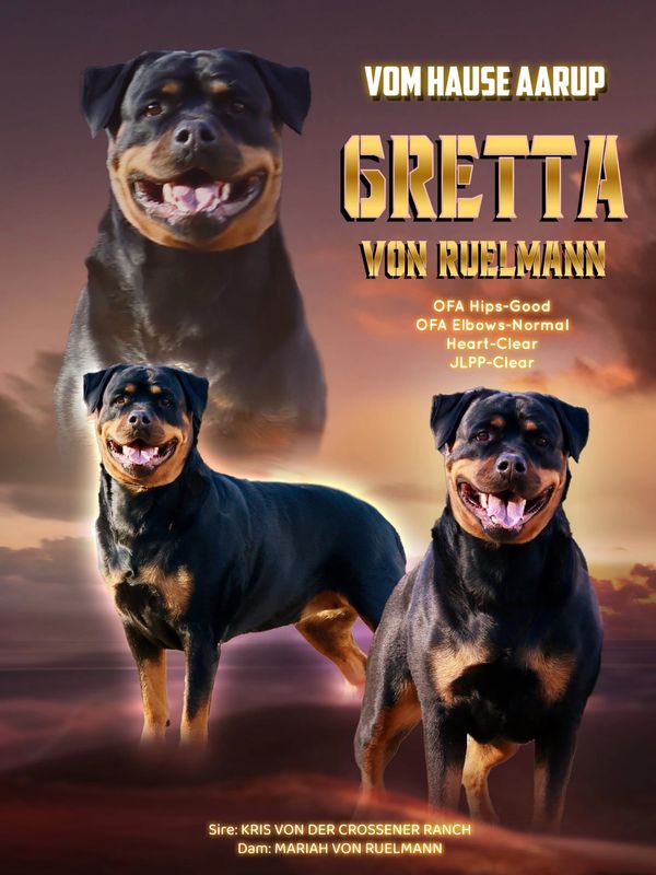 Rottweiler puppies for sale
ADRK Rottweiler
Rottweiler breeder
Working line Rottweiler