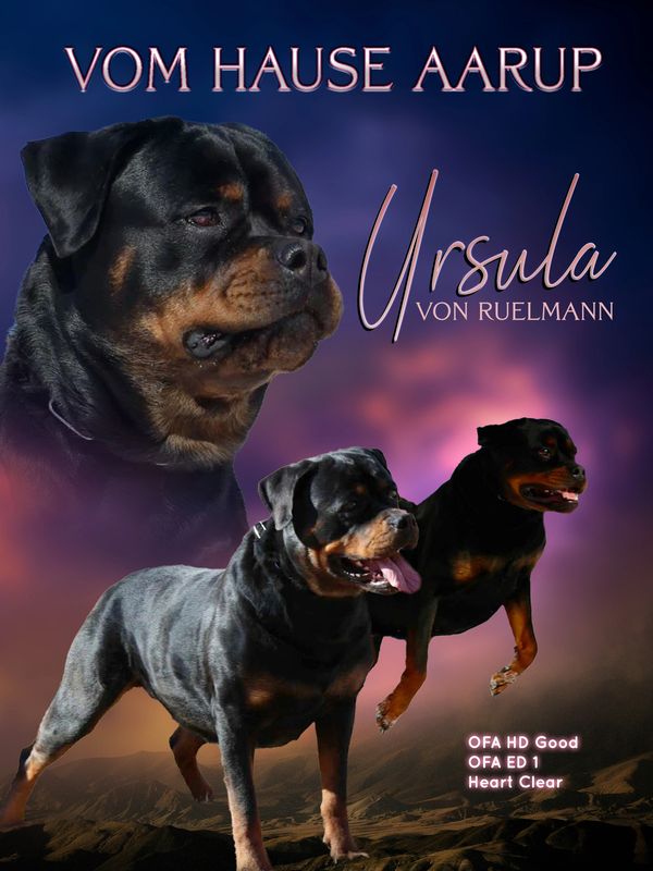Rottweiler puppies for sale
ADRK Rottweiler
Rottweiler breeder
Working line Rottweiler