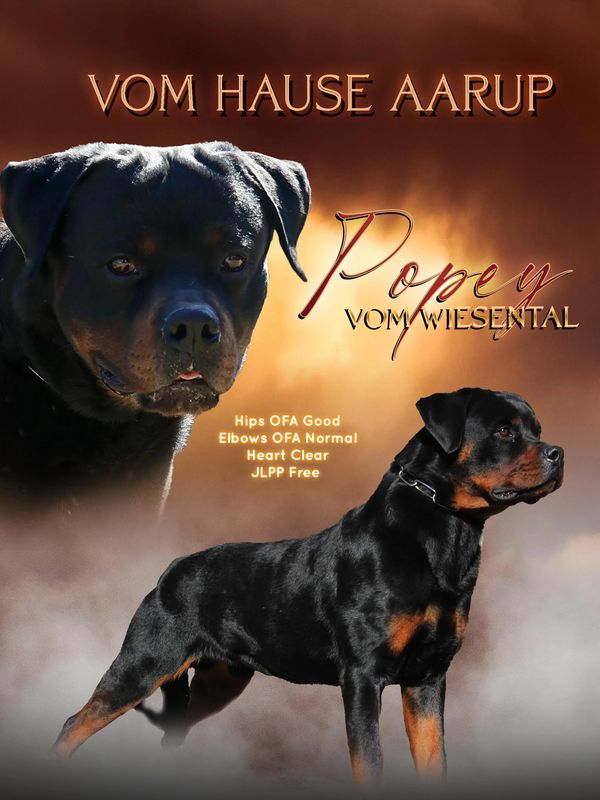 Rottweiler puppies for sale
ADRK Rottweiler
Rottweiler breeder
Working line Rottweiler