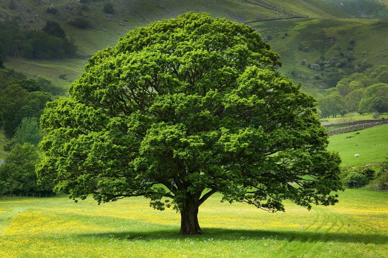 Countryside Tree Service
Tree Trimming
Tree Pruning