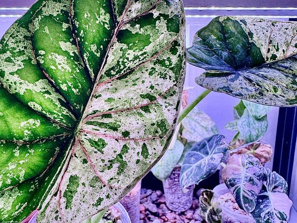 Alocasia Dragon Scale mint