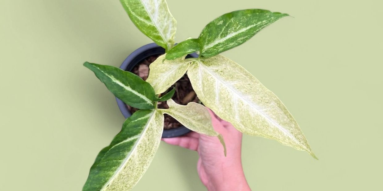 Syngonium Angus Yellow Cream 