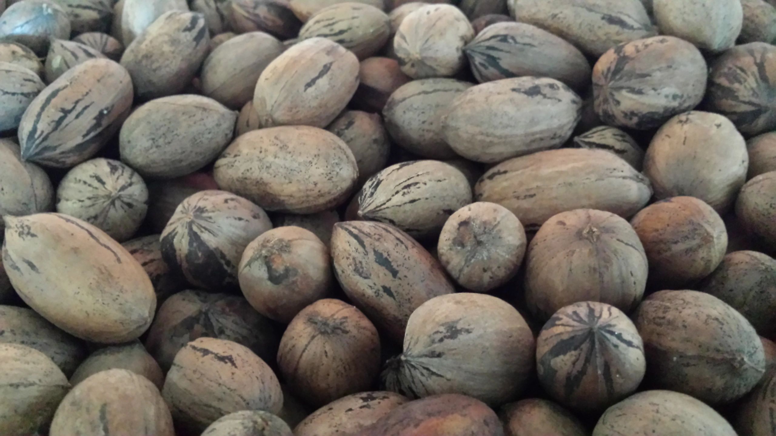 Eastside Pecans in Austin, Texas