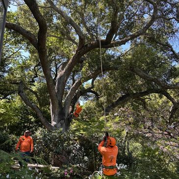 Workers in orange shirts climbing and working on a large tree in a garden.