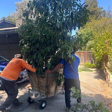 Two men moving a large potted tree on a dolly outdoors.