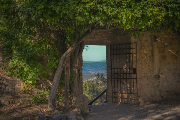 An old tree growing beside a stone wall with an open gate showing a sea view.