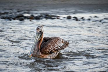 A brown pelican floating on choppy water near the shore.