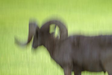 Blurry image of an elephant with large curved tusks against a green background.