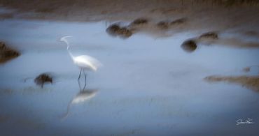 A white bird stands in shallow water with a blurred, artistic effect.