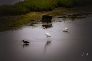 Three birds wading in calm water near grassy shore.