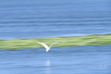 A white bird flying low over blue water with a green strip in the background.