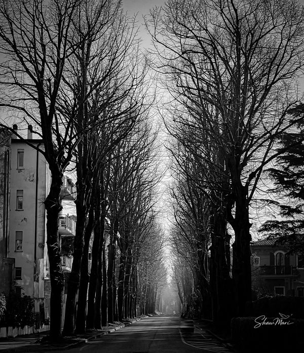 A black and white photo of a tree-lined street with bare branches.
