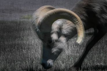 Blurred image of a ram with large curved horns in a grassy field.