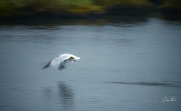 A white bird flying low over calm water with motion blur.